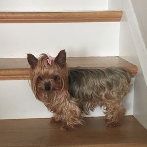 Meet your Posher, Jamie